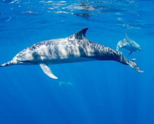 karibik_honduras_utila_unterwasserbilder02