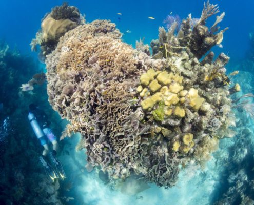 karibik_honduras_utila_unterwasserbilder15