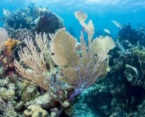 karibik_honduras_utila_unterwasserbilder25