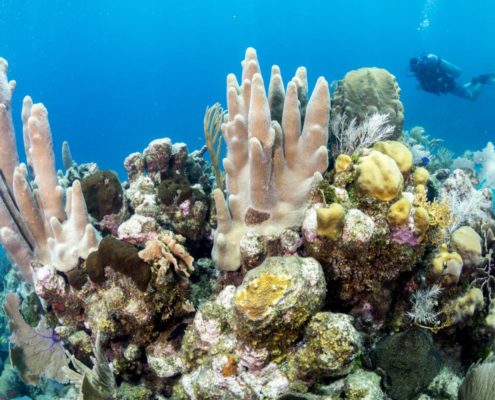 karibik_honduras_utila_unterwasserbilder35