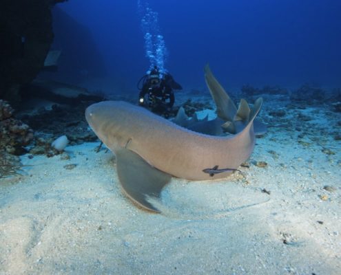 karibik_grenada_tauchen_021