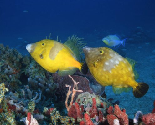 karibik_grenada_tauchen_031