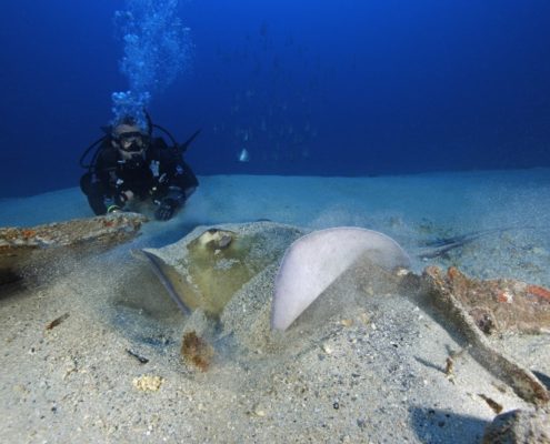 karibik_grenada_tauchen_091