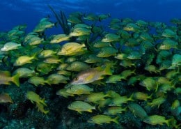 karibik_kuba_cayo_largo_villa_marinera27