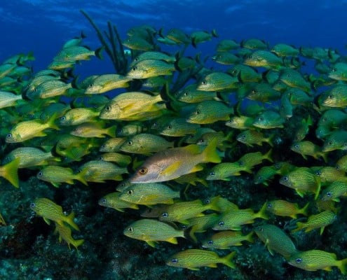 karibik_kuba_cayo_largo_villa_marinera27