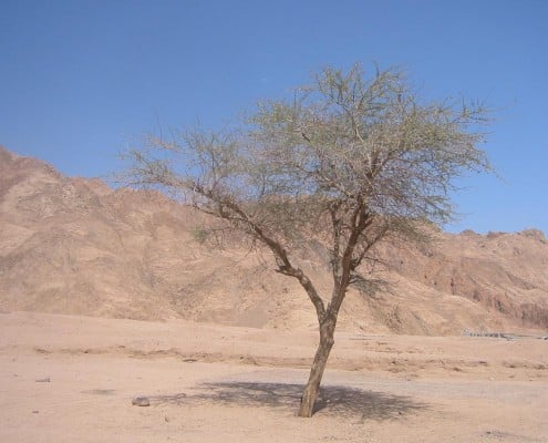 aegypten_rotes_meer_dahab3