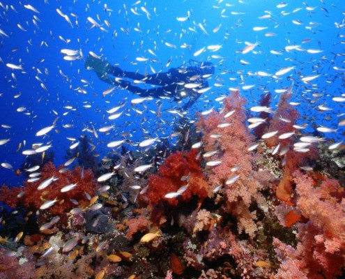 aegypten_rotes_meer_tauchen7