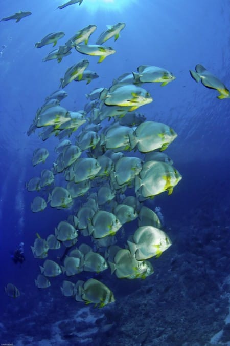 aegypten_rotes_meer_tauchen_batfish