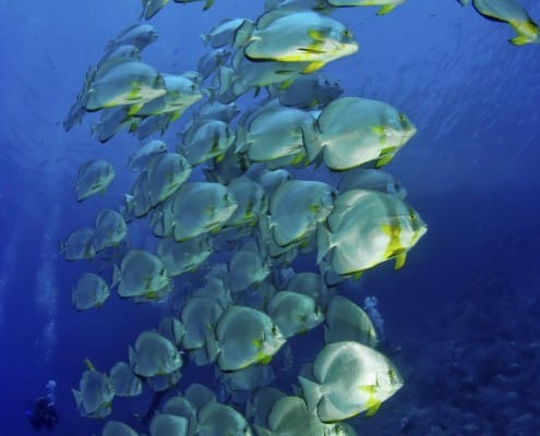 aegypten_rotes_meer_tauchen_batfish