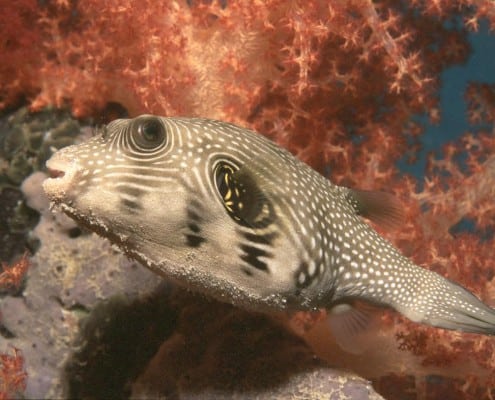 aegypten_rotes_meer_tauchen_safaga1