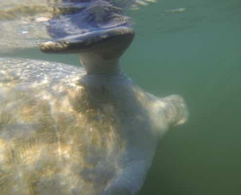karibik_florida_key_largo_crystal_river_manatee_tauchen_03