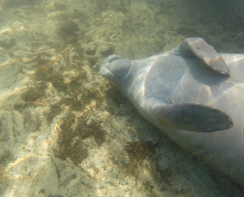 karibik_florida_key_largo_crystal_river_manatee_tauchen_05