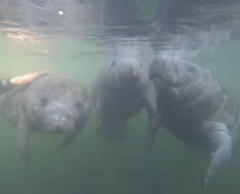 karibik_florida_key_largo_crystal_river_manatee_tauchen_06
