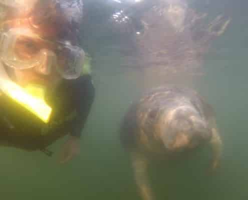 karibik_florida_key_largo_crystal_river_manatee_tauchen_07