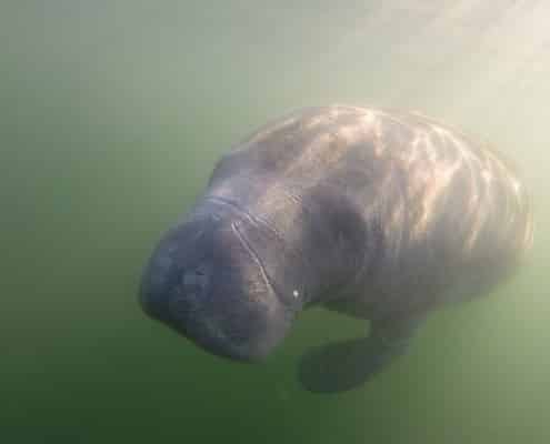 karibik_florida_key_largo_crystal_river_manatee_tauchen_10