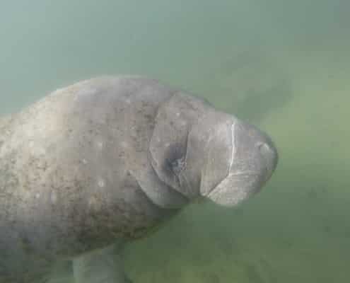 karibik_florida_key_largo_crystal_river_manatee_tauchen_11