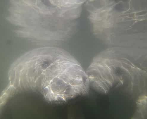 karibik_florida_key_largo_crystal_river_manatee_tauchen_13