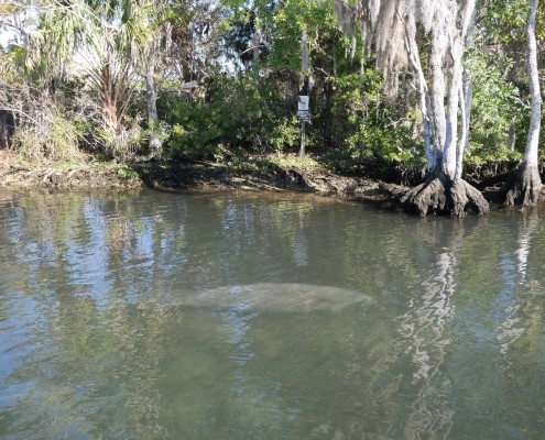 karibik_florida_key_largo_crystal_river_manatee_tauchen_15