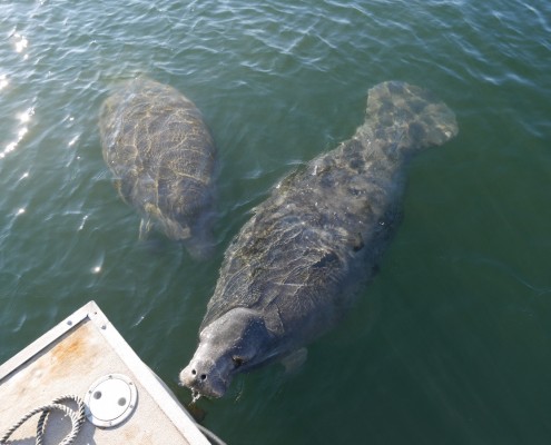 karibik_florida_key_largo_crystal_river_manatee_tauchen_16