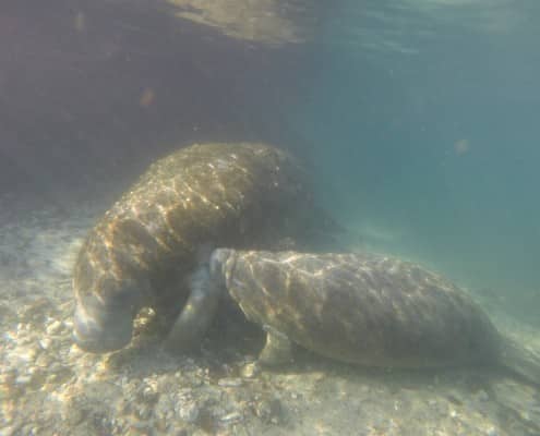 karibik_florida_key_largo_crystal_river_manatee_tauchen_17