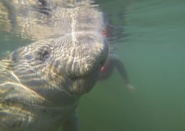 karibik_florida_key_largo_crystal_river_manatee_tauchen_18