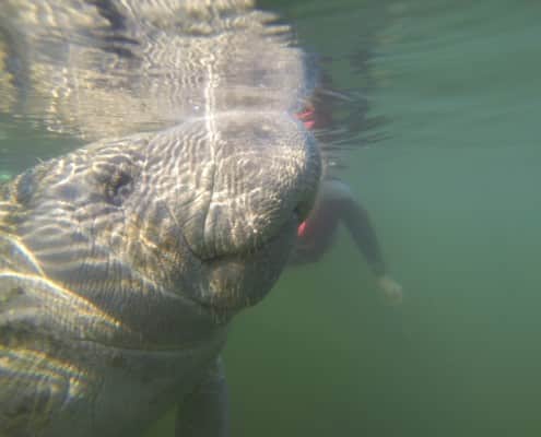 karibik_florida_key_largo_crystal_river_manatee_tauchen_18