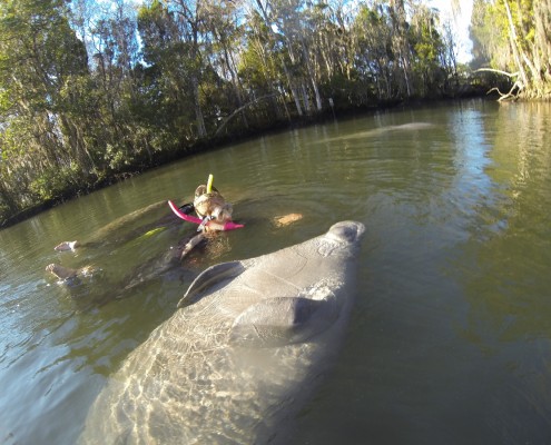 karibik_florida_key_largo_crystal_river_manatee_tauchen_19