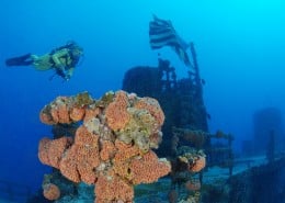 karibik_florida_key_largo_wrack_duane12