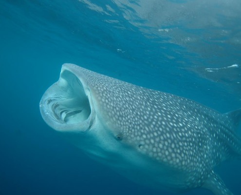 philippinen_leyte_pintuyan_dive_resort_tauchen_03