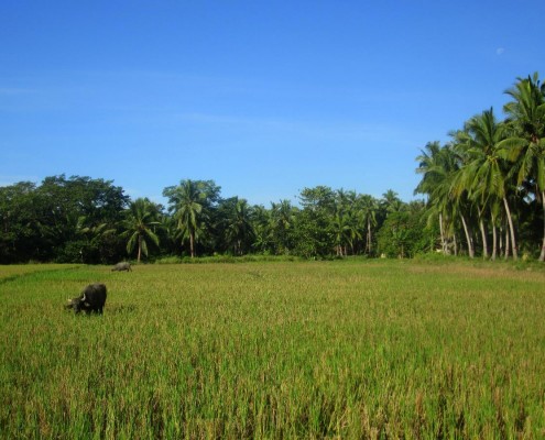 philippinen_palawan_coopers_beach_resort_tauchen_05