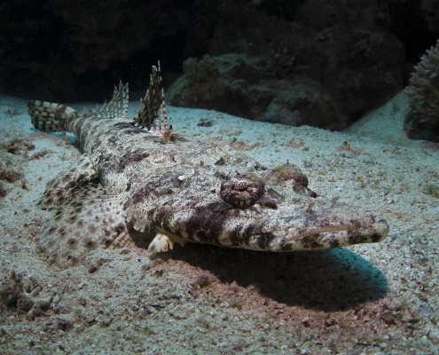 aegypten_coraya_divers_marsa_alam_peks_32