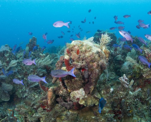 karibik_nicaragua_little_corn_island_tauchen_19