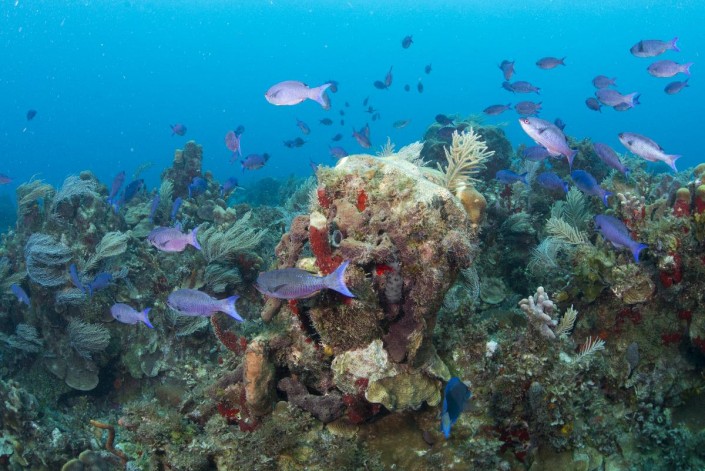 karibik_nicaragua_little_corn_island_tauchen_19