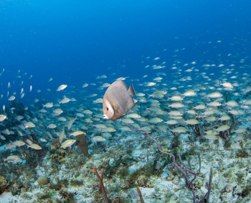 karibik_nicaragua_little_corn_island_tauchen_26