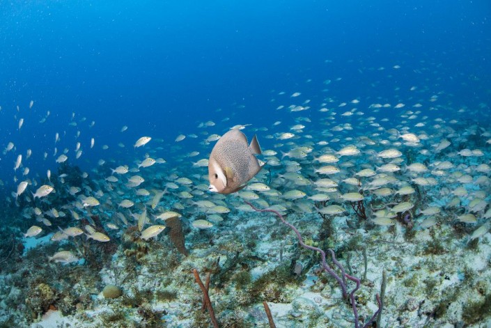 karibik_nicaragua_little_corn_island_tauchen_26