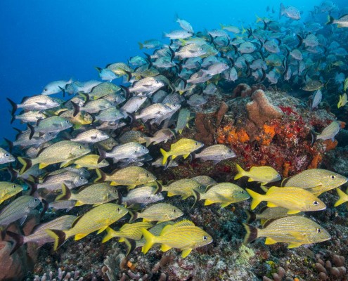karibik_nicaragua_little_corn_island_tauchen_36