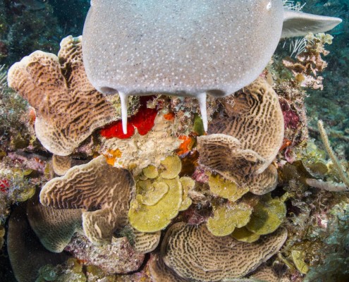 karibik_nicaragua_little_corn_island_tauchen_53