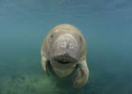 karibik_florida_crystal_river_manatee_4