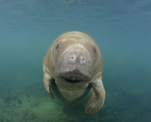 karibik_florida_crystal_river_manatee_4