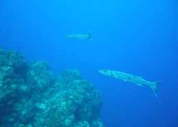 karibik_mexiko_cozumel_pro_dive_tauchen_3