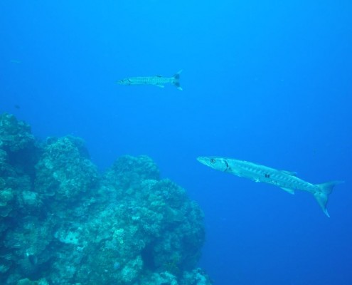 karibik_mexiko_cozumel_pro_dive_tauchen_3
