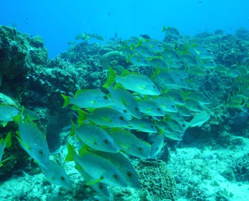 karibik_mexiko_cozumel_pro_dive_tauchen_4