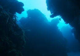 karibik_mexiko_cozumel_pro_dive_tauchen_palancar