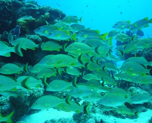 karibik_mexiko_cozumel_pro_dive_tauchen_santa_rosa