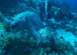 karibik_mexiko_cozumel_pro_dive_tauchen_schildkroete