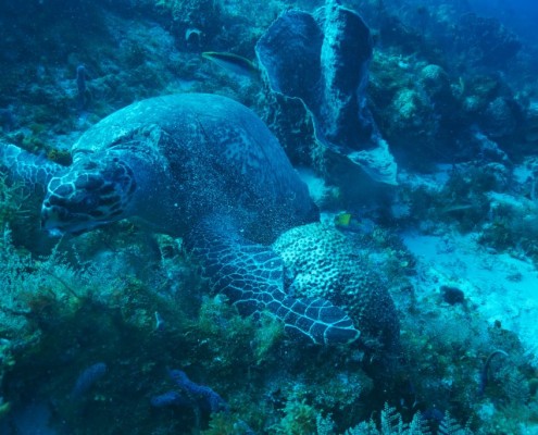 karibik_mexiko_cozumel_pro_dive_tauchen_schildkroete