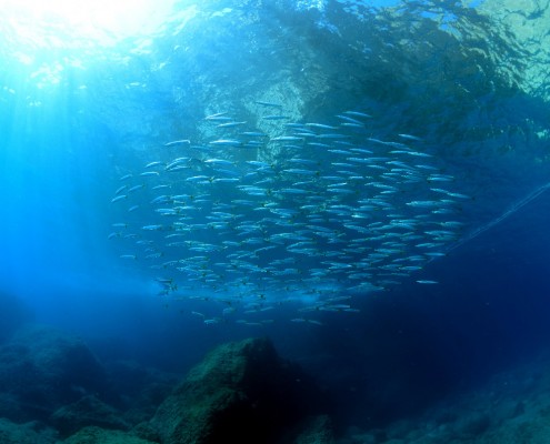 mittelmeer_tuerkei_adrasan_unterwasser04