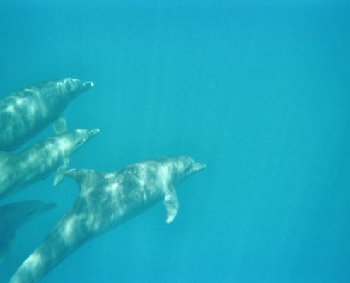 aegypten_tauchsafari_seawolf_soul_gruppe_6