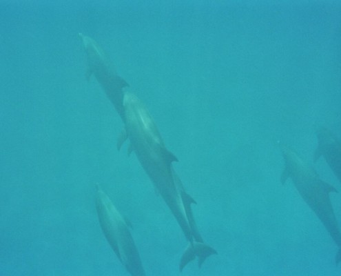 aegypten_tauchsafari_seawolf_soul_gruppe_7