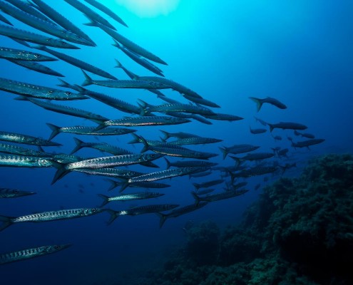 griechenland_zakynthos_barrakudas_tauchen_nero_sport